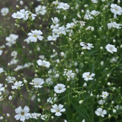 Brudesl�r fr�. Covent garden. Gypsophila elegans. Ca. 7700 Fr�.