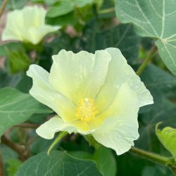 Bomuld fr�. Gossypium herbaceum. Ca. 35 Fr�