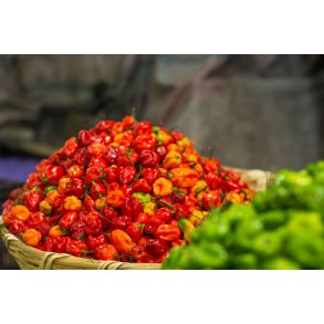 Chili. Habanero mix. Capsicum chinense. Fr.