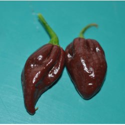 Chili. Habanero chocolate.  Capsicum chinense. Fr