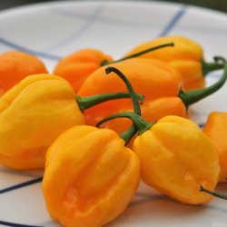 Chili fr�. Habanero orange. Capsicum chinense. Ca.10 Fr�.