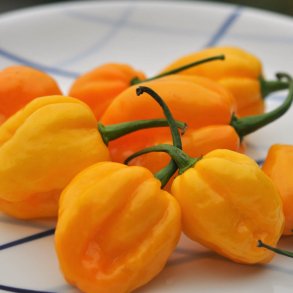 Chili fr�. Habanero orange. Capsicum chinense. Ca.10 Fr�.