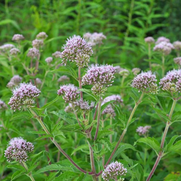 Hamphjortetr�st fr�. Eupatorium cannabinum. Ca. 680 Fr�