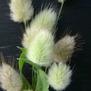 Harehale fr. Lagurus ovatus. Fr.