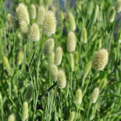 Harehale fr. Lagurus ovatus. Fr.