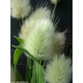 Harehale. Lagurus ovatus. Fr.