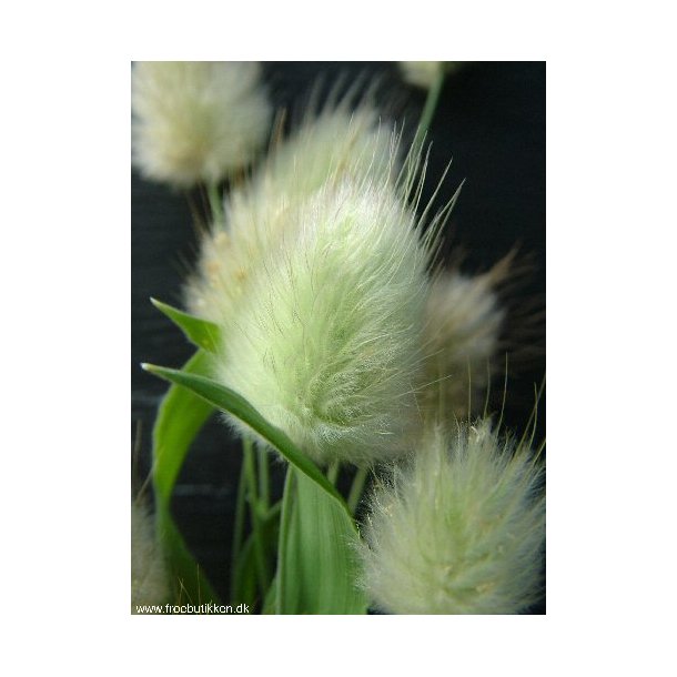 Harehale. Lagurus ovatus. ID1854-5501. Fr.