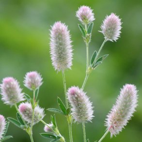 Harekl�ver fr�. Trifolium arvense. Ca. 1250 Fr�
