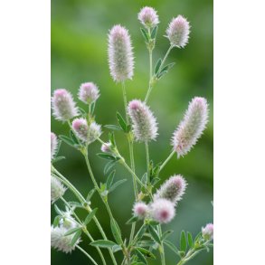 Hareklver. Trifolium arvense. Fr