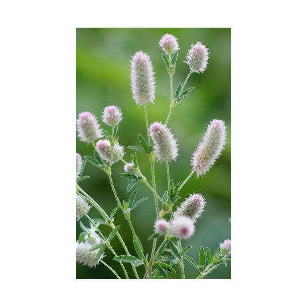 Hareklver. Trifolium arvense. Fr