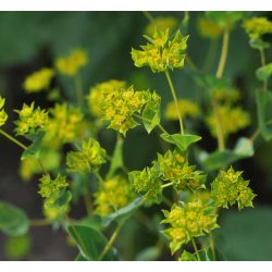 Harere. Griffitti. Bupleurum rotundifolium. Fr.