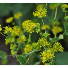 Harere. Griffitti. Bupleurum rotundifolium. Fr.