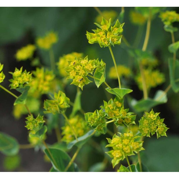 Harere. Griffitti. Bupleurum rotundifolium. Fr.