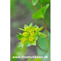 Harere. Griffitti. Bupleurum rotundifolium. Fr.