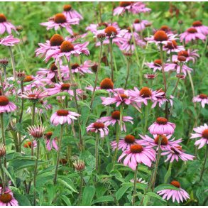 Havepurpursolhat. Echinacea purpurea. Fr.
