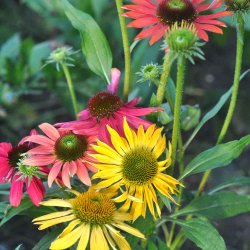 Havepurpursolhat fr�. Cheyenne spirit. Echinacea purpurea. Ca. 10 Fr�.