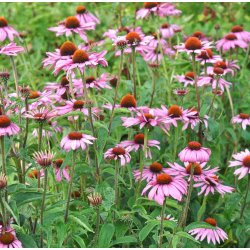 Havepurpursolhat. Echinacea purpurea. Fr.