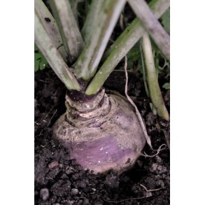 Klrabi. Best of all. Brassica napus napobrassica. Fr.