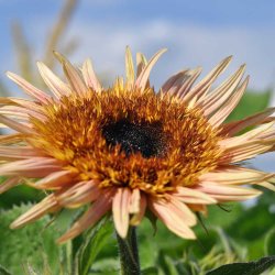 Solsikke fr�. Astra rose. Helianthus annuus. Ca. 130 Fr�.