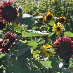 Solsikke fr�. Debilis mixed. Helianthus debilis. F1. Ca. 150 Fr�