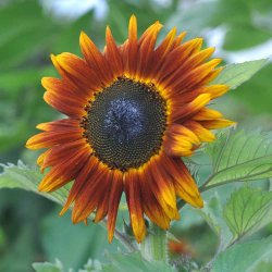 Solsikke fr�. Evening sun. Helianthus annuus. XL pose. Ca. 1450 Fr�.