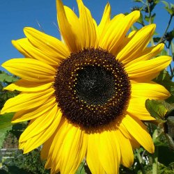 Solsikke fr�. Henry Wilde.  Helianthus annuus.  Ca. 130 fr�.
