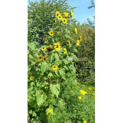 Solsikker. Henry Wilde.  Helianthus annuus. Fr.