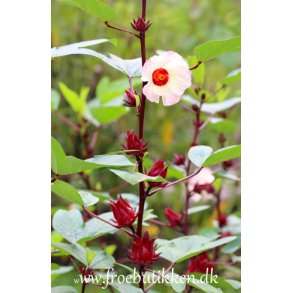 Rosella. Hibiscus sabdariffa. Fr
