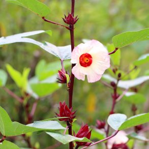 Rosella fr�. Hibiscus sabdariffa. Ca. 15 Fr�
