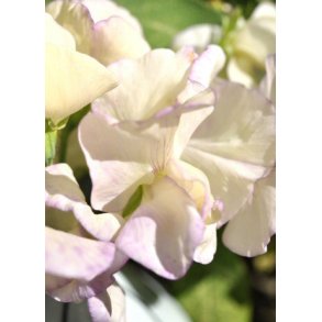 rteblomster. High scent. Lathyrus odoratus. Fr.