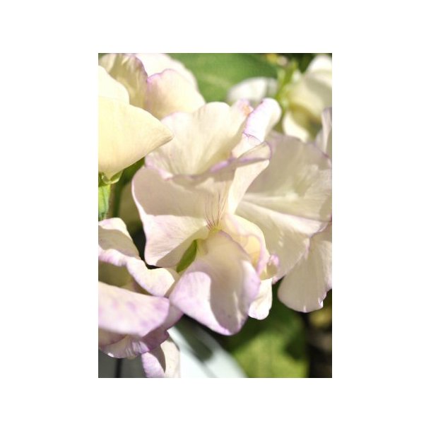 rteblomster. High scent. Lathyrus odoratus. Fr.