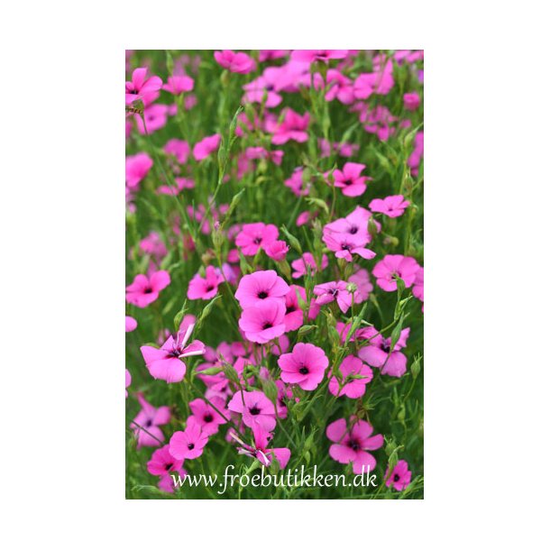 Himmelrose. Viscaria oculata.. Rose angel. Fr