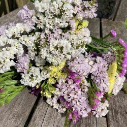 Hindeb�ger fr�/ Staticer. Mix. Limonium sinuatum. Ca. 275 Fr�.