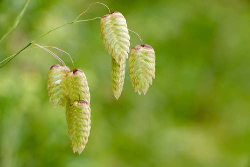 Hjertegræs. I love it