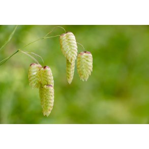 Hjertegrs. Stor. Briza maxima. Fr.