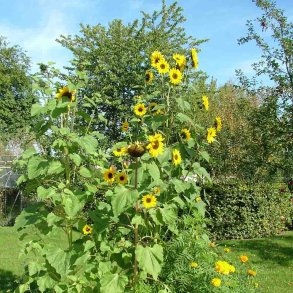 Solsikke fr�. Henry Wilde.  Helianthus annuus.  Ca. 130 fr�.