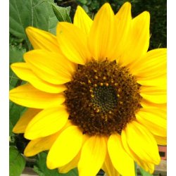 Solsikker. Henry Wilde.  Helianthus annuus. Fr.