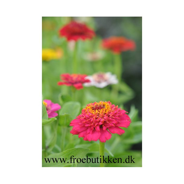 Frkenhat. Zinnia elegans Scabiosa. Mix. Fr.