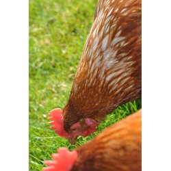 Roer. Brigadier. Beta vulgaris. Fr