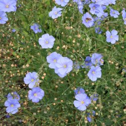 H�r fr�. Bl�. Linum usitatissimum. Ca. 1200 Fr�.