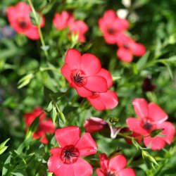Hr fr. Rd. Linum grandiflorum rubrum.Ca. 300 kologiske fr.