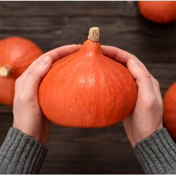 Grskar. Hokkaido / Uchiki kuri. Curcurbita maxima. kologisk. Fr.