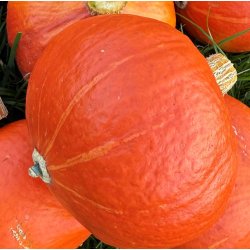 Grskar. Hokkaido / Uchiki kuri. Curcurbita maxima. kologisk. Fr.