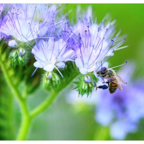 Honningurt. Phacelia tanacetifolia. Fr.