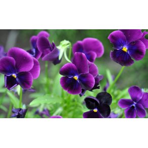 Hornvioler. Admiration. Viola cornuta. Fr