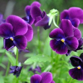 Hornvioler. Admiration. Viola cornuta. Fr