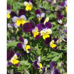 Hornvioler. Viola cornuta. Helen Mountain. Fr