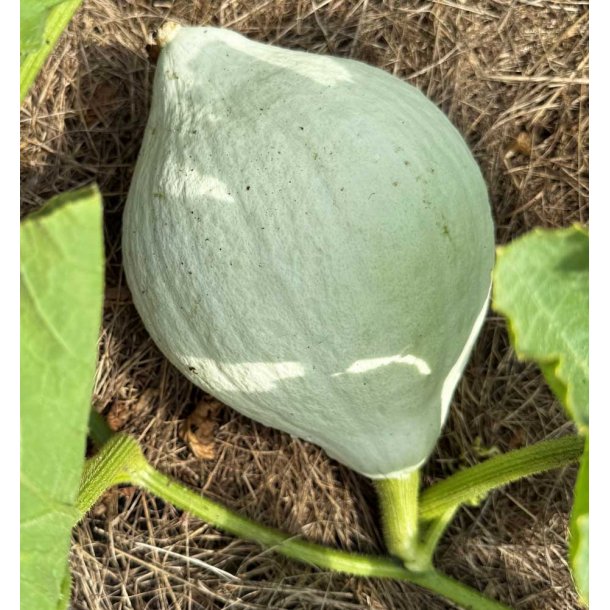 Grskar. Blue Hubbard. Cucurbita maxima. Fr