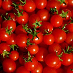 Tomat fr�. Hundreds &amp; thousands. Solanum lycopersicum. Ca. 10 Fr�.
