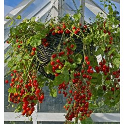 Tomat. Hundreds &amp; thousands. Solanum lycopersicum. Fr.